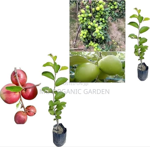 Thai Jujube Seedlings Plant– Sweet Fruit Tree photo 3