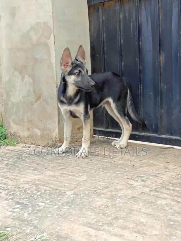3-6 months Male Purebred German Shepherd · Photo 2