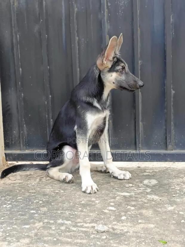 3-6 months Male Purebred German Shepherd · Photo 3