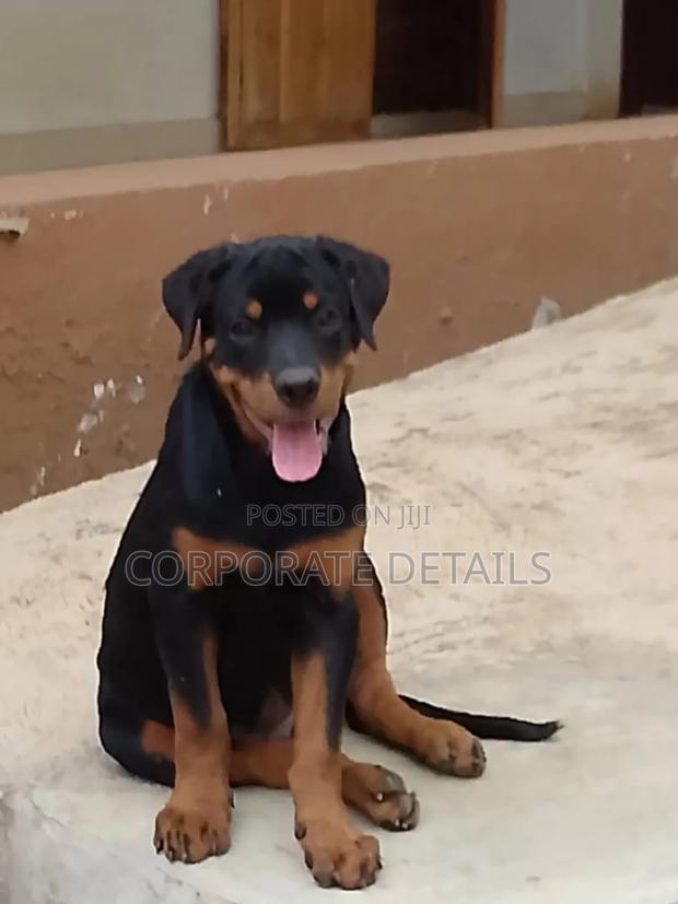 1-3 months Female Purebred Rottweiler · Photo 2