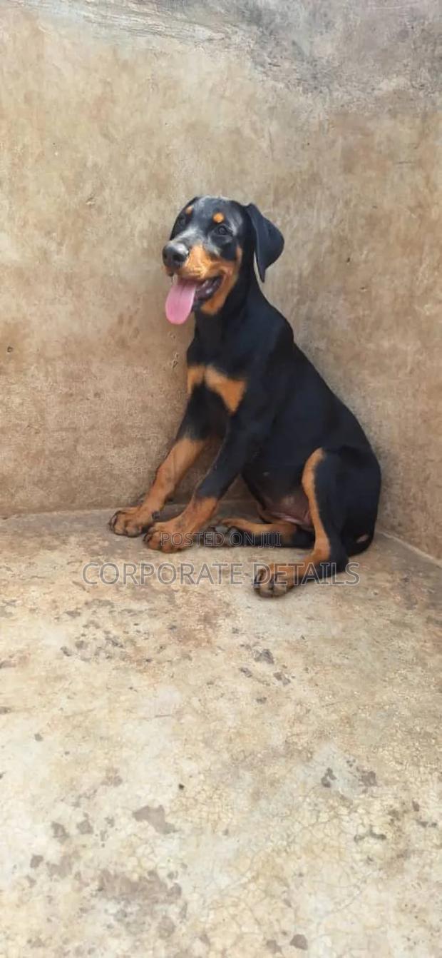 1-3 months Female Purebred Rottweiler · Photo 3