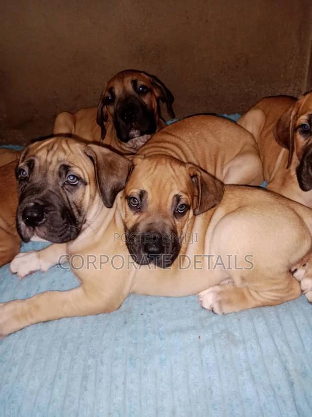 1+ year Female Purebred Boerboel · Photo 3