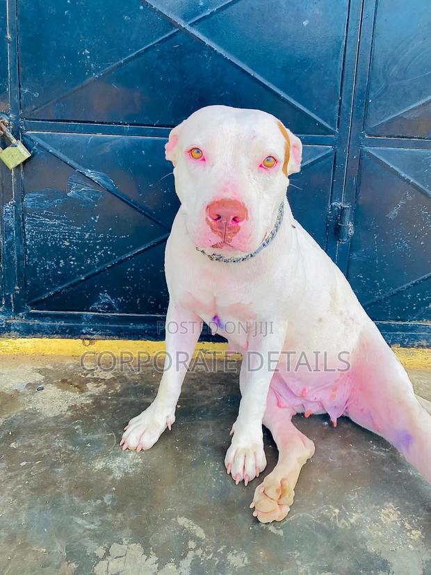 1+ year Female Purebred American Pit Bull Terrier · Photo 2