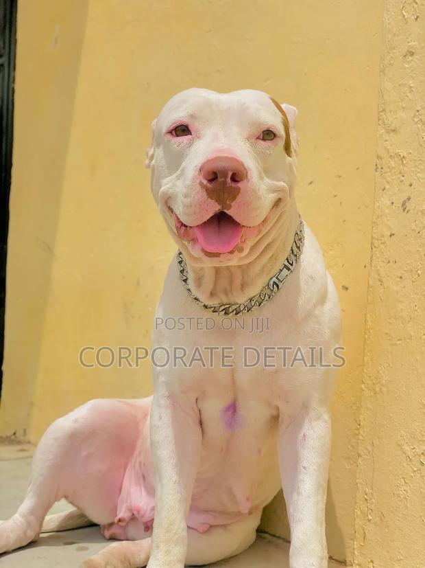 1+ year Female Purebred American Pit Bull Terrier · Photo 3