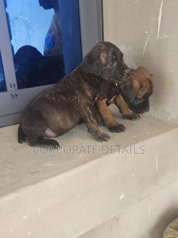 1-3 months Male Purebred Boerboel · Photo 2