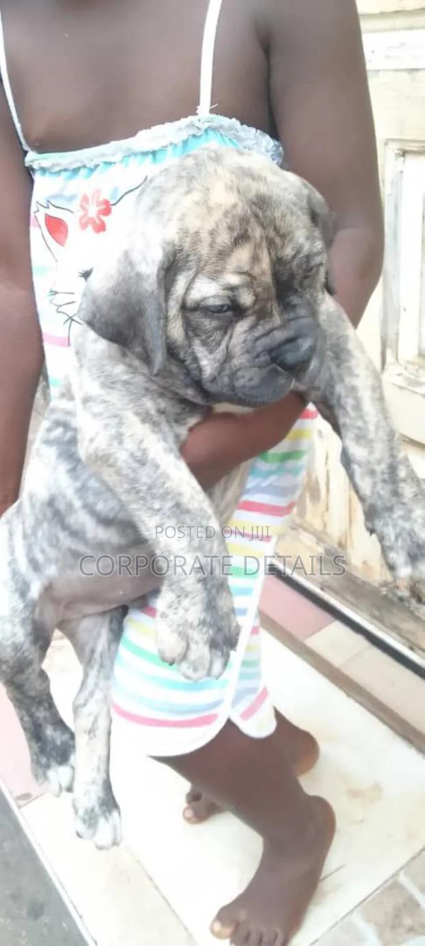 1-3 months Male Purebred Boerboel · Photo 3
