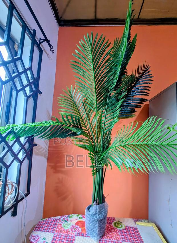 Palm Plant
