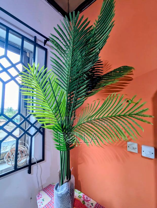 Palm Plant photo 2