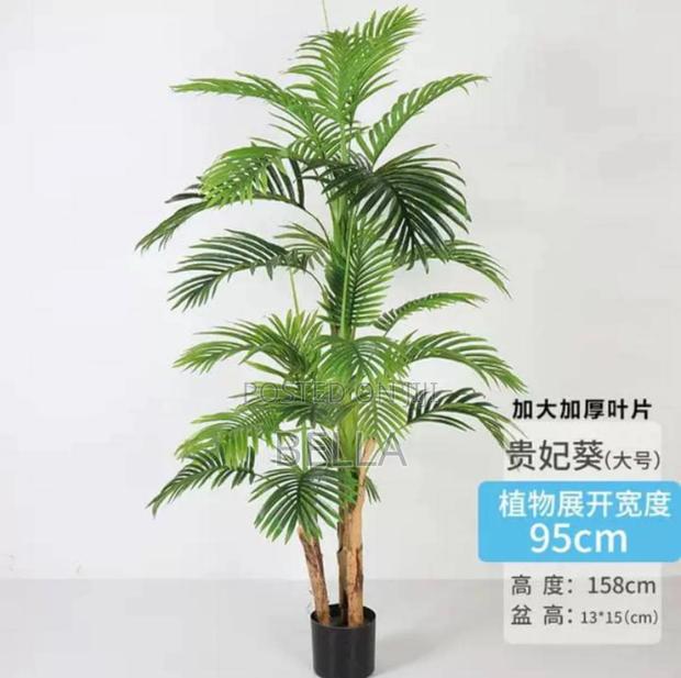 Palm Plant photo 3