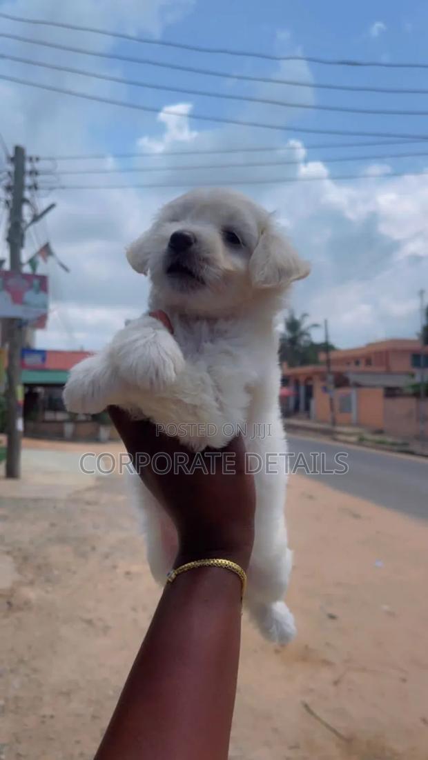 1-3 months Female Purebred Maltese · Photo 3