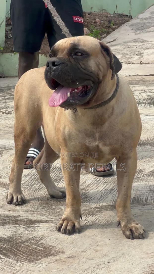 1+ year Female Purebred Boerboel · Photo 2