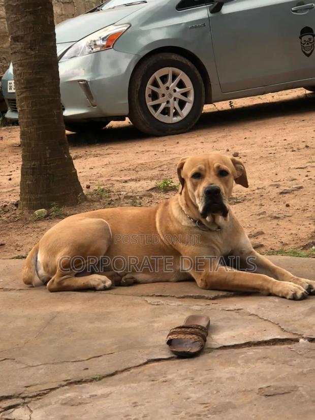 1+ year Female Purebred Boerboel · Photo 3