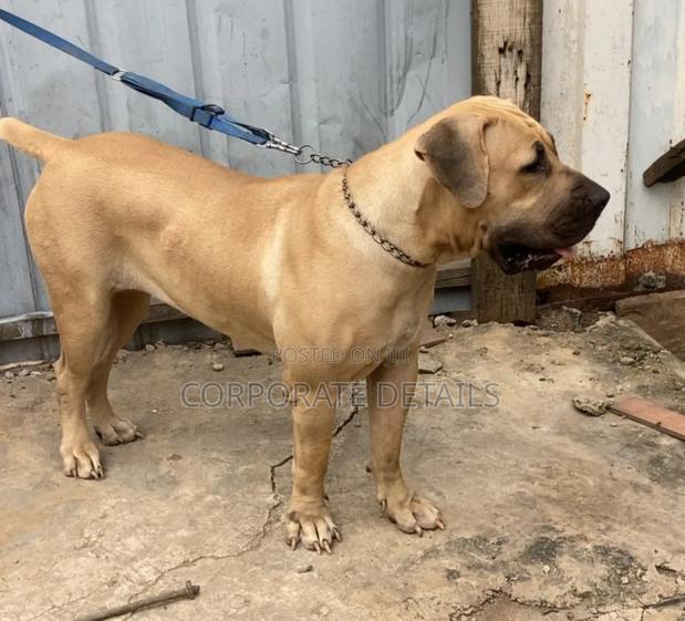 6-12 months Female Purebred Boerboel · Photo 3