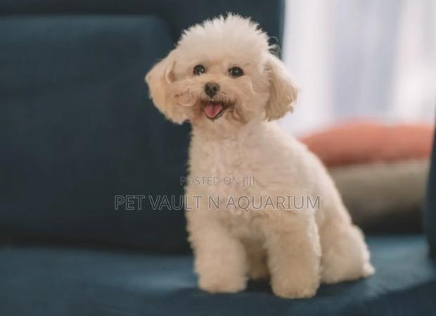 1-3 months Female Purebred Maltese · Photo 4
