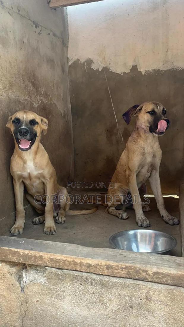 1-3 months Male Purebred Boerboel · Photo 2