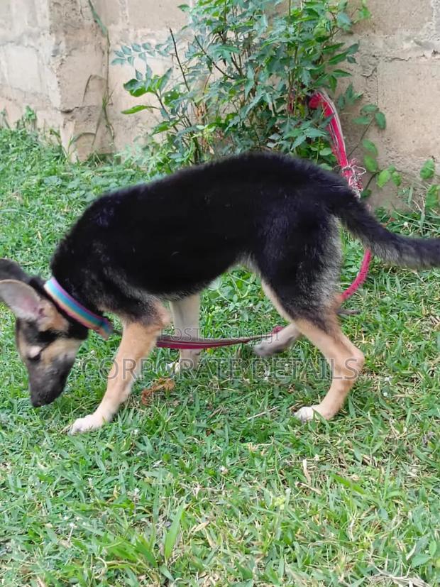 6-12 months Female Purebred German Shepherd · Photo 2