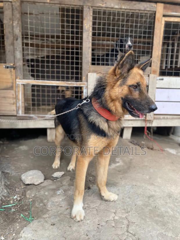 6-12 months Female Purebred German Shepherd · Photo 3
