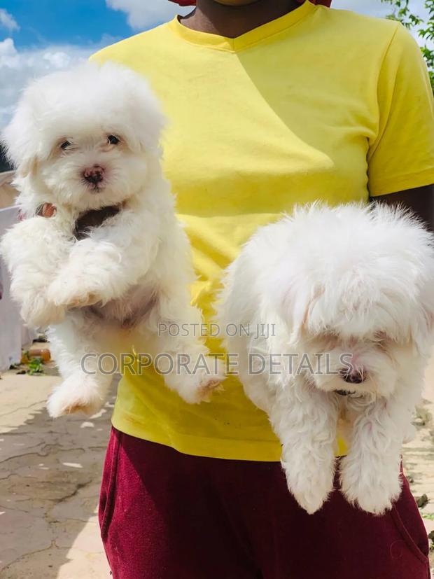 1-3 months Female Purebred Maltese · Photo 2