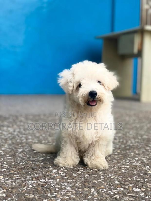 1-3 months Female Purebred Maltese · Photo 3