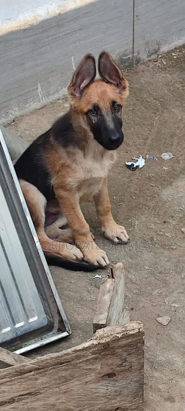 3-6 months Male Purebred German Shepherd · Photo 2