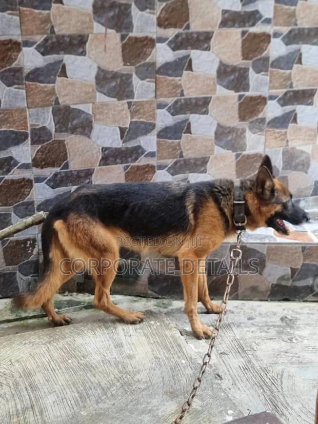 3-6 months Male Purebred German Shepherd · Photo 3