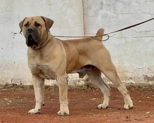 3-6 months Female Purebred Boerboel · Photo 3