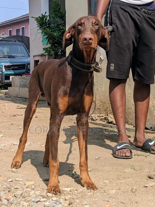 1-3 months Female Purebred Doberman Pinscher · Photo 3