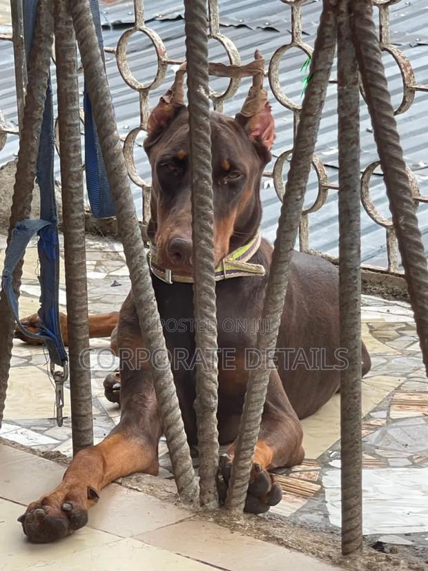 1-3 months Female Purebred Doberman Pinscher · Photo 2