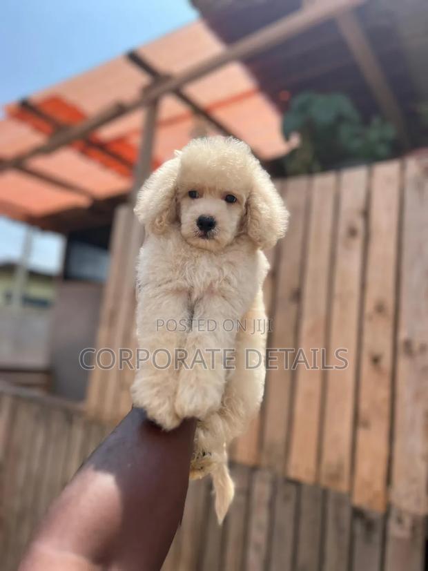 3-6 months Female Purebred Poodle · Photo 3