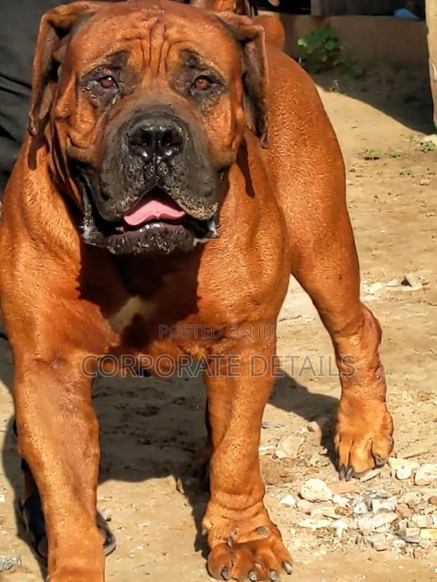 1+ year Male Purebred Boerboel · Photo 2