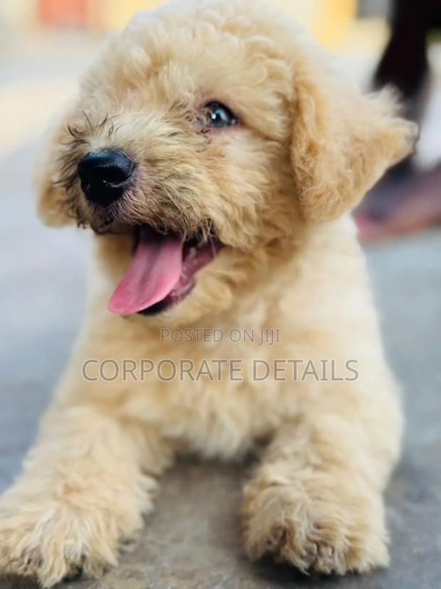 1-3 months Female Purebred Maltese · Photo 3