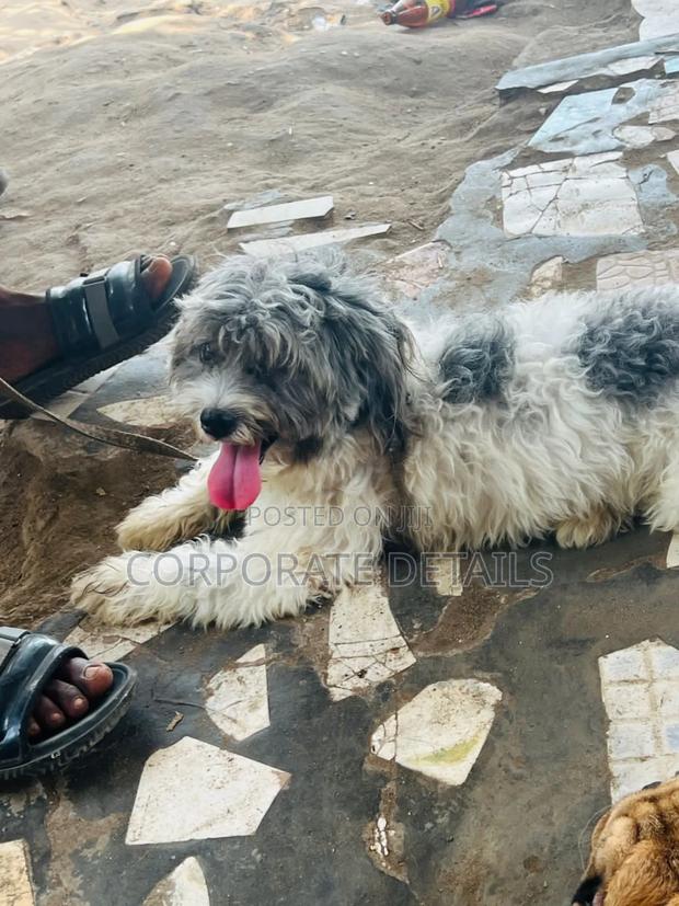 3-6 months Female Purebred Maltese · Photo 2