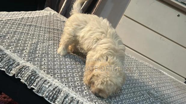 3-6 months Female Purebred Maltese · Photo 3