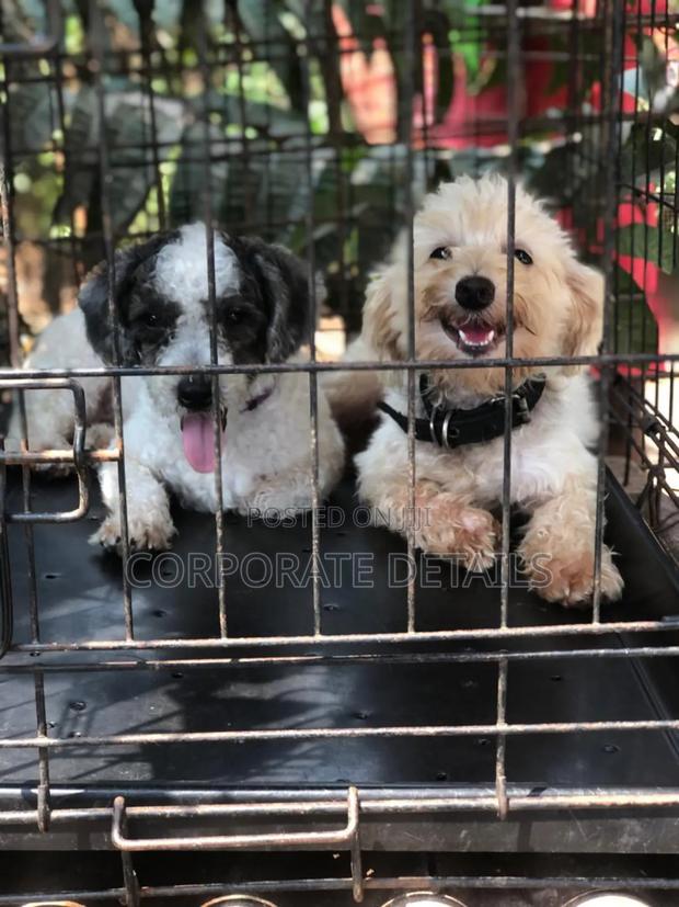 1-3 months Female Purebred Poodle · Photo 2