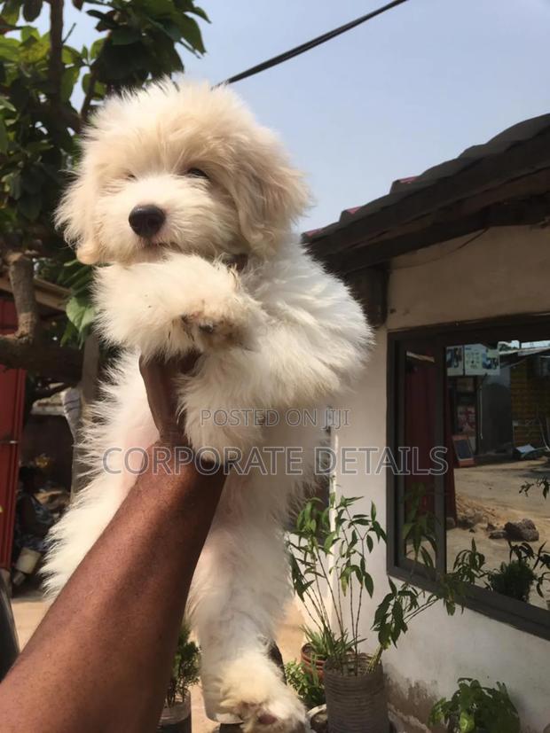1-3 months Female Purebred Poodle · Photo 3