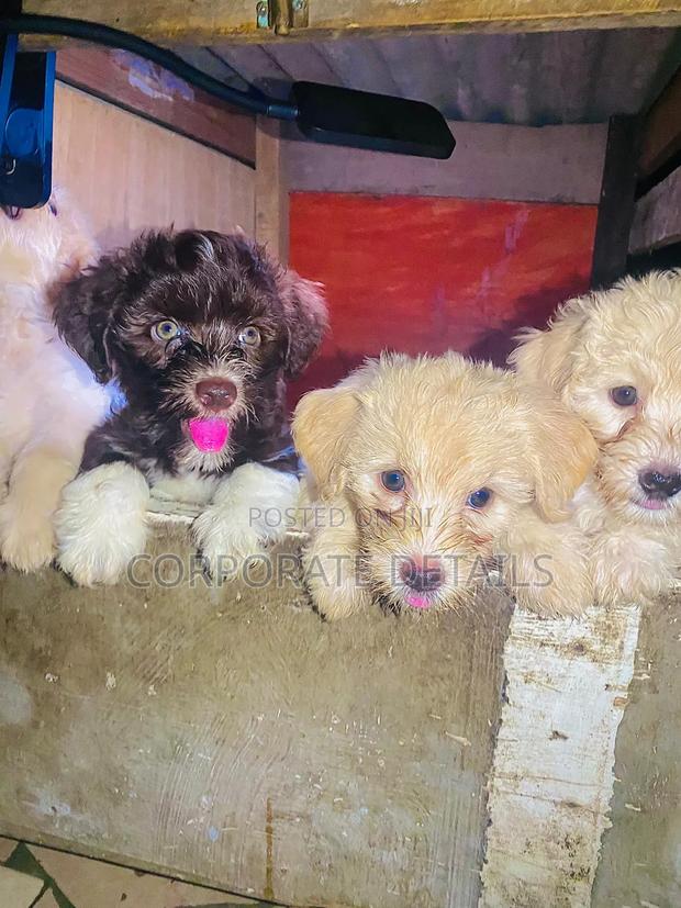 1-3 months Female Purebred Poodle · Photo 3