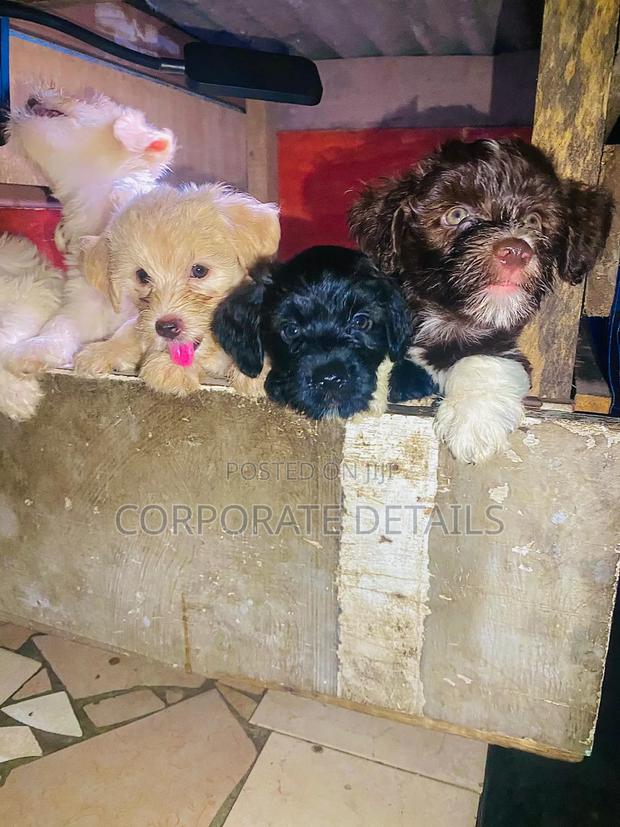 1-3 months Female Purebred Poodle · Photo 2