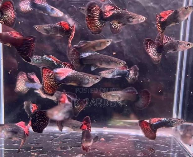 Beautiful Guppy Fish ( Seven Colored Dragon Scales) photo 3
