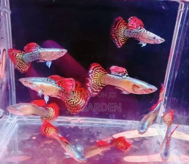 Beautiful Guppy Fish ( Seven Colored Dragon Scales) photo 2