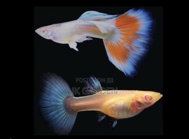 Beautiful Guppy Fish (Fiery Clouds) photo 2