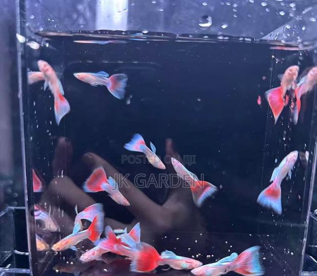 Beautiful Guppy Fish (Fiery Clouds) photo 3