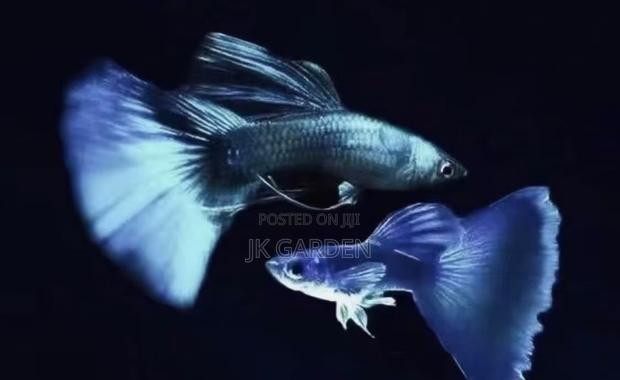 Beautiful Guppy Fish ( Blue Dress)