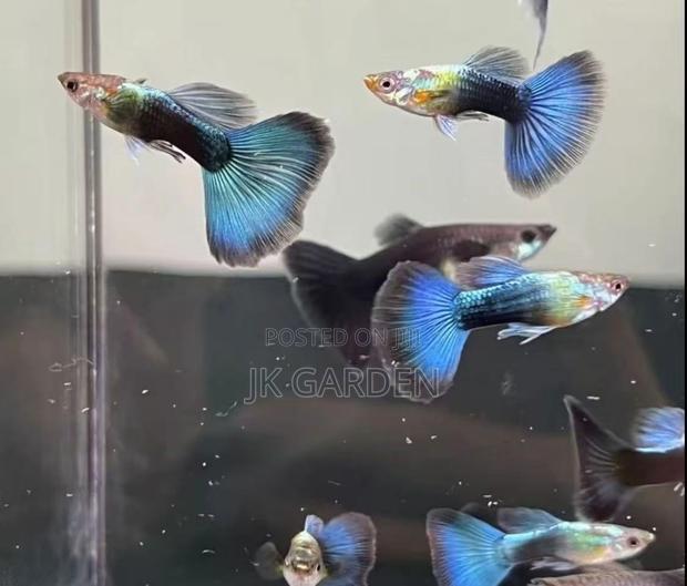 Beautiful Guppy Fish ( Blue Dress) photo 3