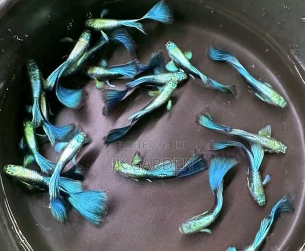 Beautiful Guppy Fish ( Blue Dress) photo 2