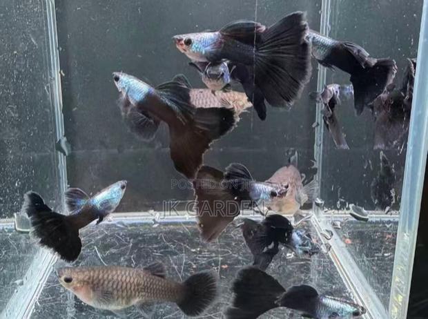 Beautiful Guppy Fish ( El Silver)