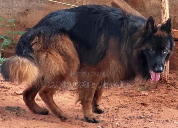 1+ year Male Purebred German Shepherd · Photo 3