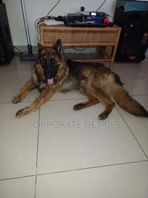 1+ year Male Purebred German Shepherd · Photo 2