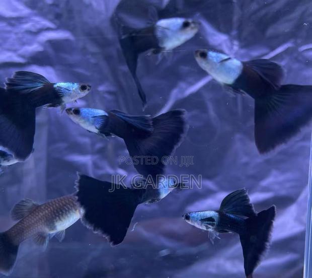 Beautiful Guppy Fish ( El Silver) photo 2