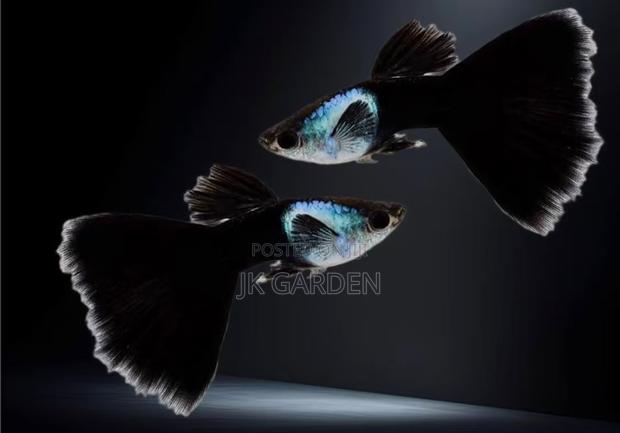 Beautiful Guppy Fish ( El Silver) photo 3