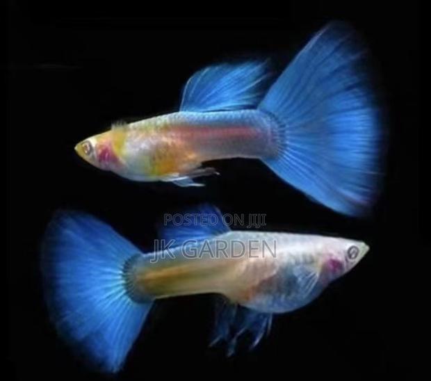 Beautiful Guppy Fish (Sky Blue) photo 2